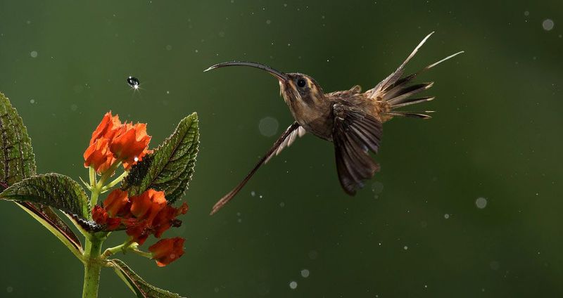 Unique Nocturnal Behavior