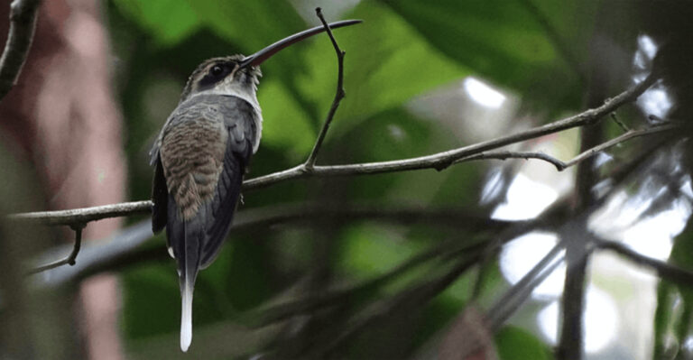 The Only Nocturnal Hummingbird And The Surprising Secrets Of Its Nighttime Life