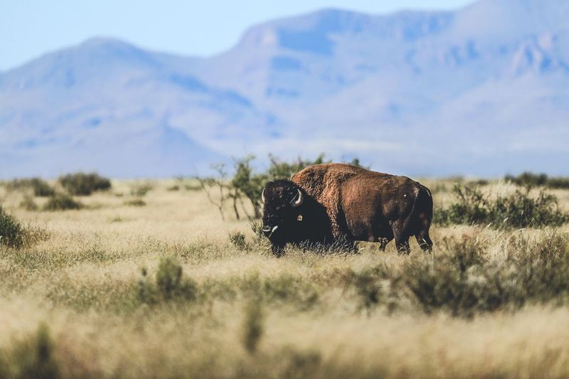 The Southwest's Desert Bison: Adaptation At The Edge