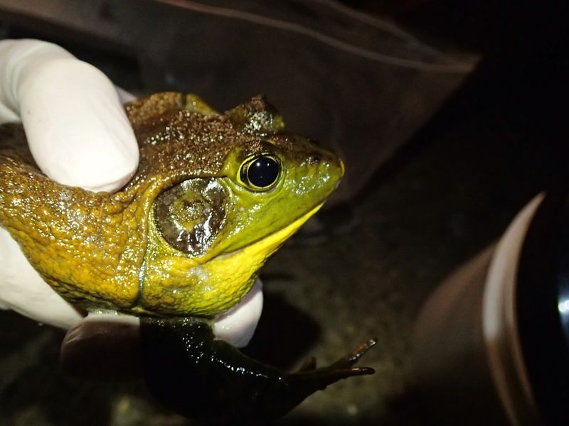 The Impact On Native Species
