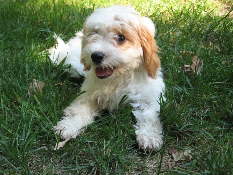The Spaniel Surprise Package
