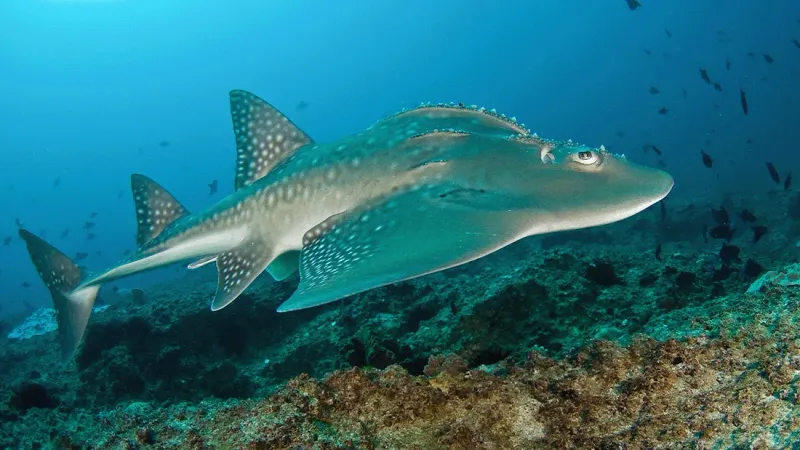 Guitar Sharks