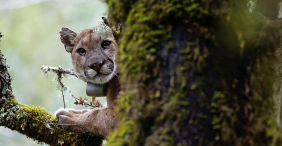 Image showcasing The Role Of Big Cats In Controlling Prey Populations