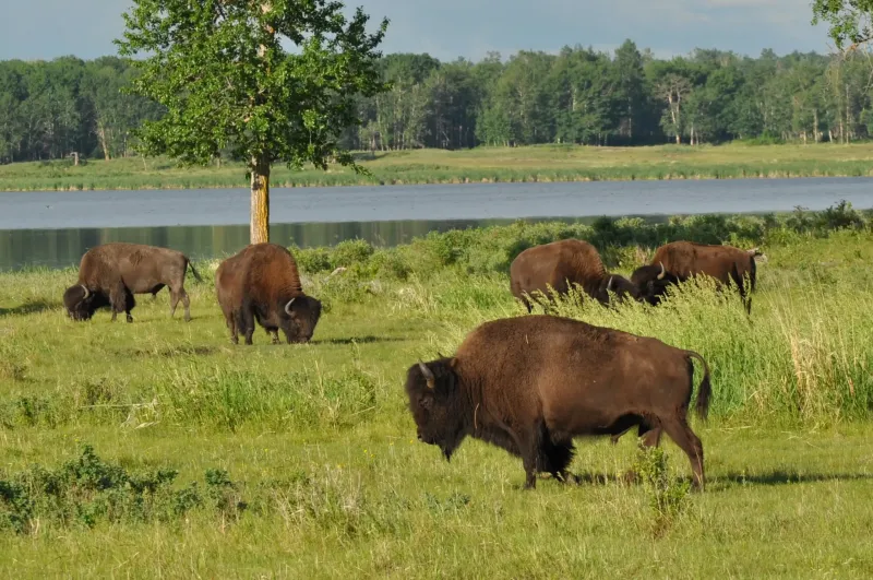 The Impact Of European Colonization On Bison Populations
