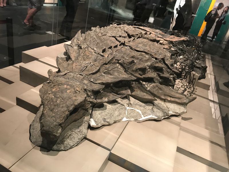 Why This Fossil Is Considered One Of The Best-Preserved In History