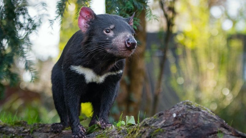Tasmanian Devils' Return To The Wild