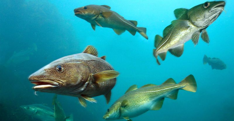 Shrinking Cod And The Shifting Balance Of The North Atlantic