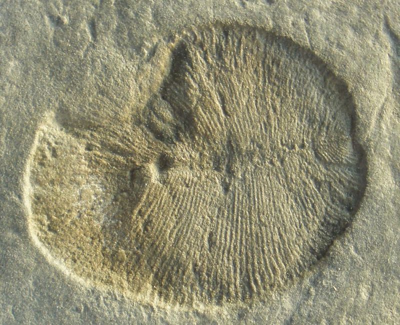 What This Finding Tells Us About The Evolution Of Multicellular Life