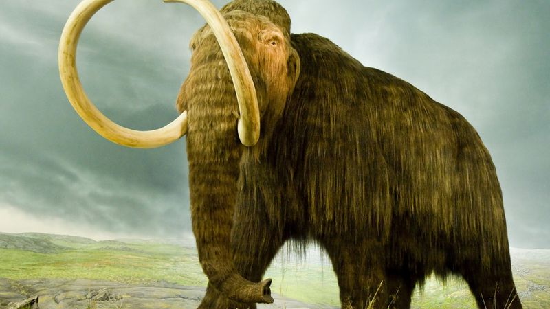 How Dark Fur Helped Mammals Stay Warm During Ice Ages