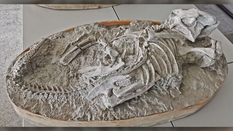 Yixian Fossils Aren't Twisted Like Pompeii Victims