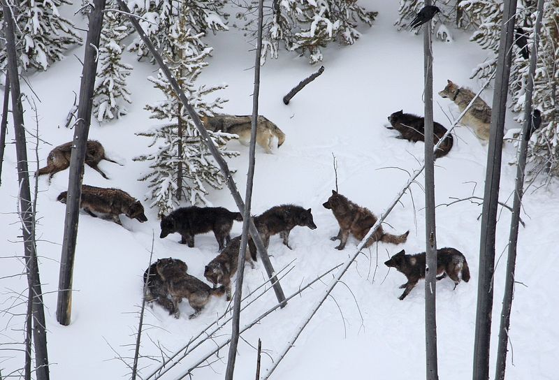Yellowstone: A Landscape Built For The Chase