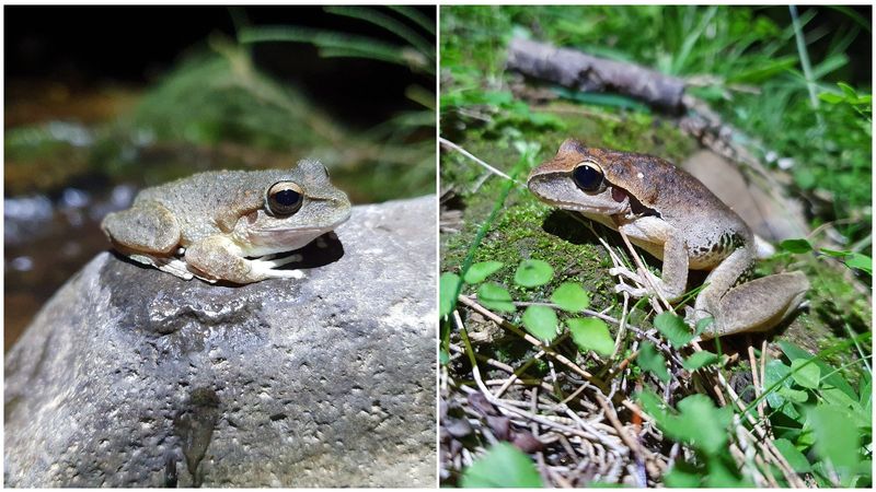 The Eastern Stony Creek Frog