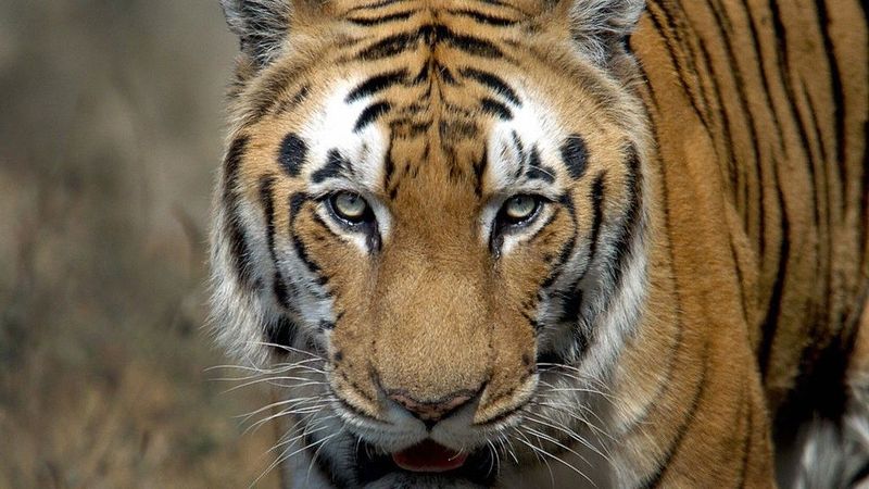 Why Similipal Is Becoming A Global Model For Tiger Conservation