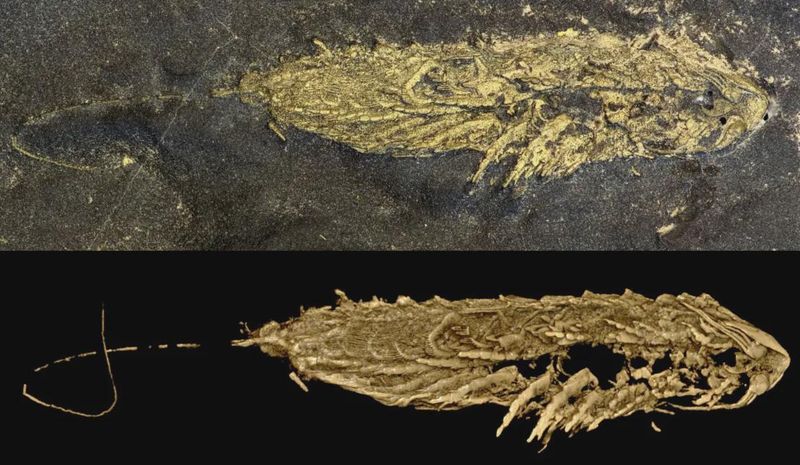 What The Fossil Reveals About Early Arthropod Evolution
