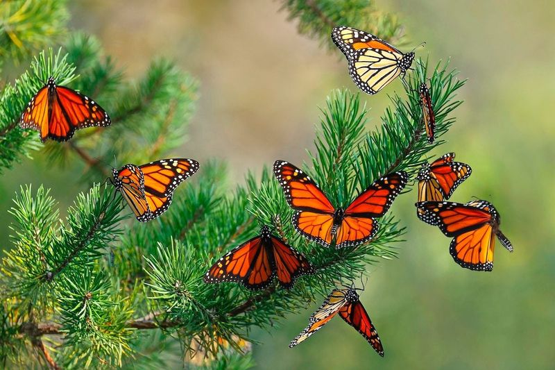 Monarchs' Return Journey