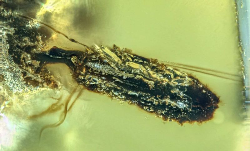 What This Amber Fossil Tells Us About Parasitic Relationships