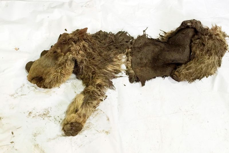 Genetic Research And The Future Of Studying The Woolly Rhino