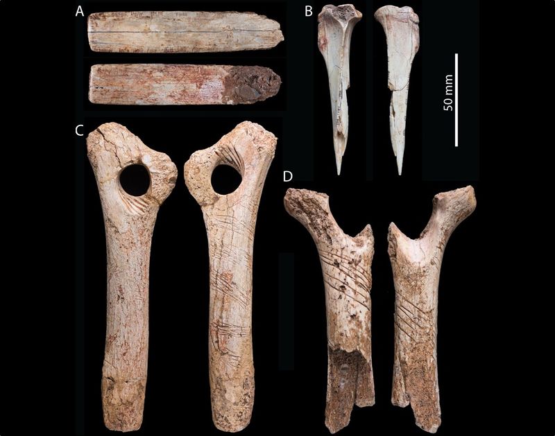 The Significance Of The Human Finger Bone Discovery