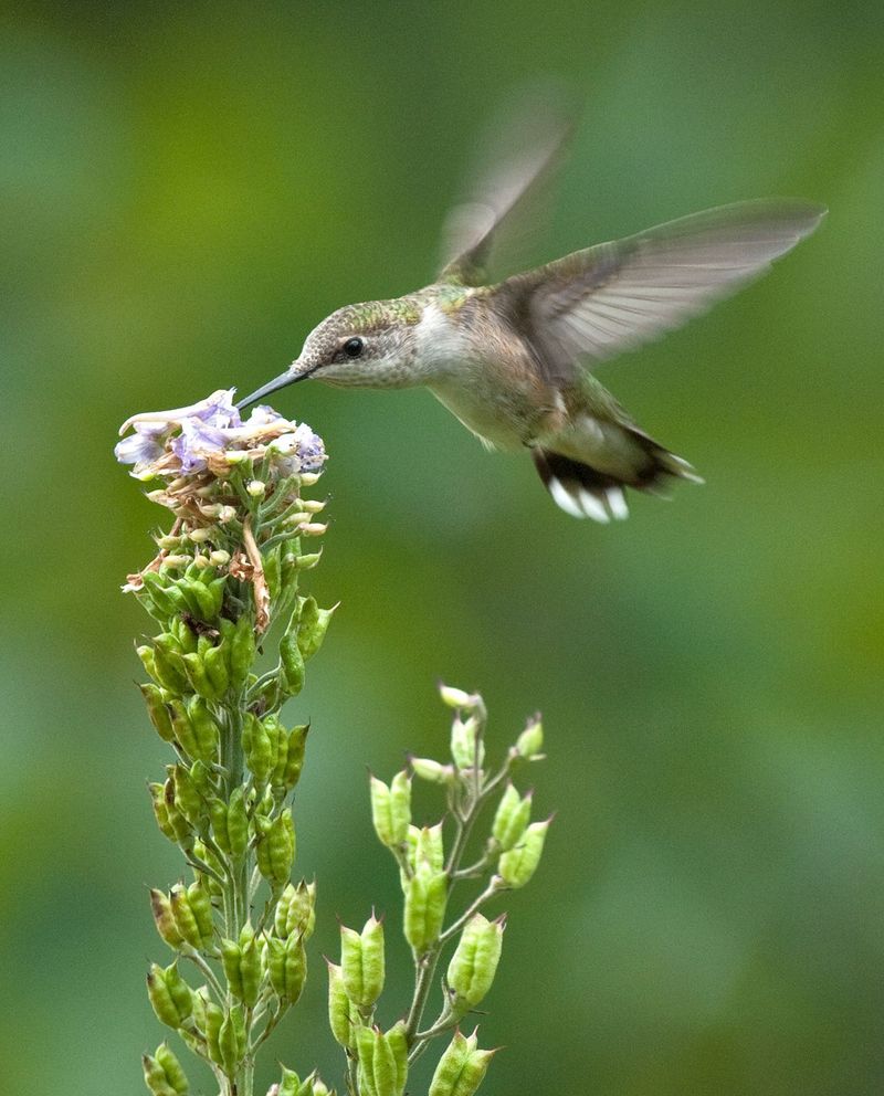 Hummingbird Feeding Habits