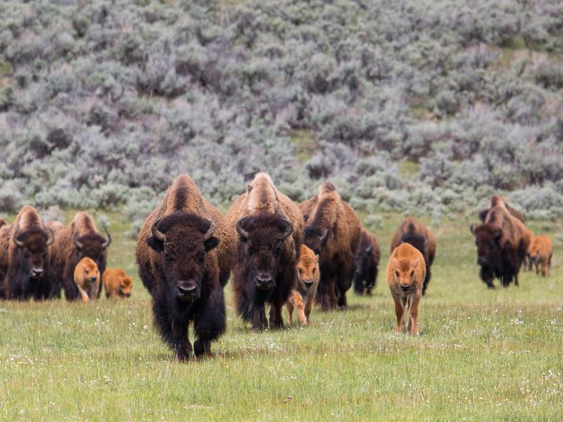 Reintroductions To Native Lands