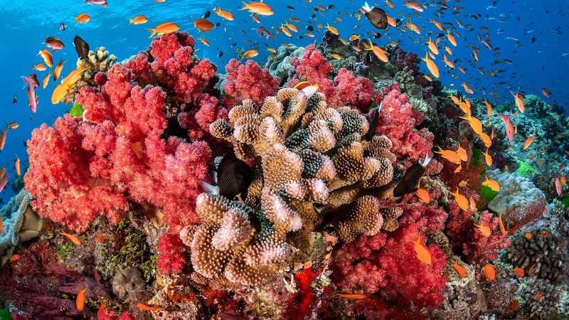 How The Database Supports Conservation Efforts