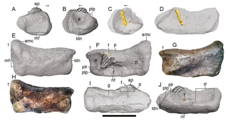 How Wyoming's Fossil Discovery Offers A Glimpse Into The Past