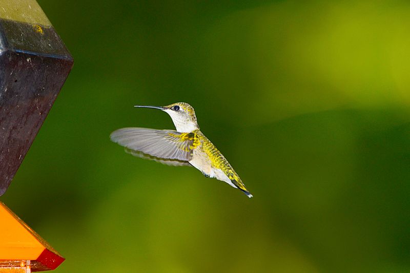 Solo Flyers, Not Social Travelers