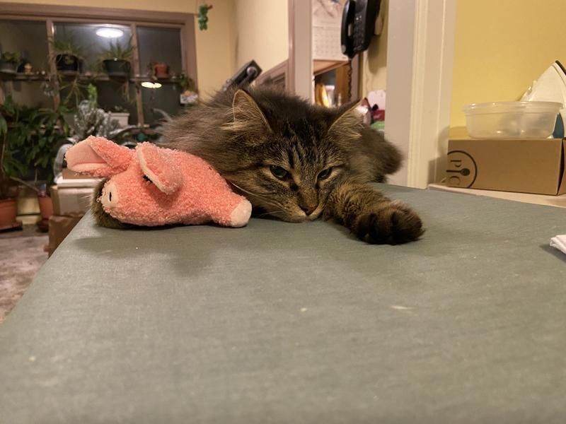 The Familiar Toy