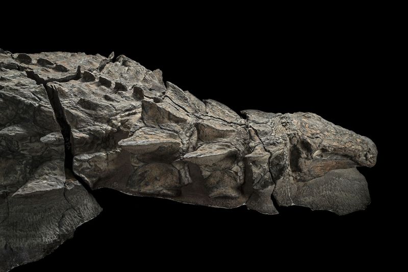 What This Discovery Means For Understanding Fossilization Processes