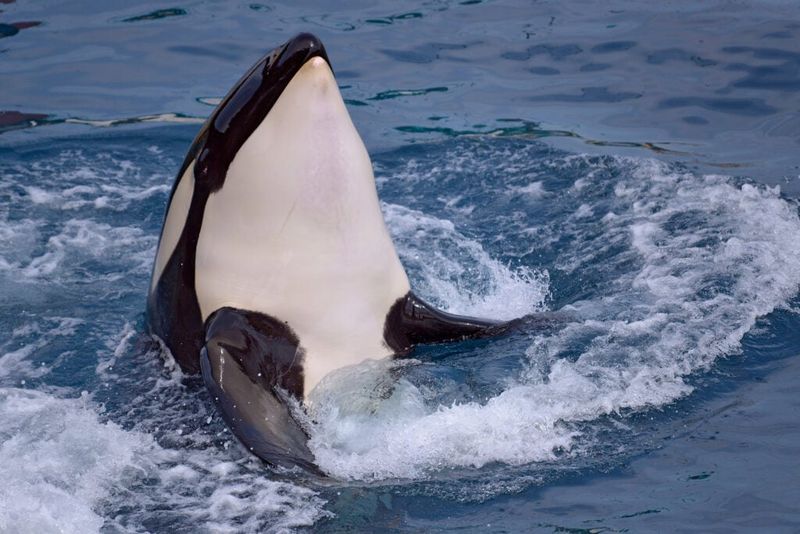 Moonwalking As Play: Is This Behavior A Sign Of Orca Intelligence?