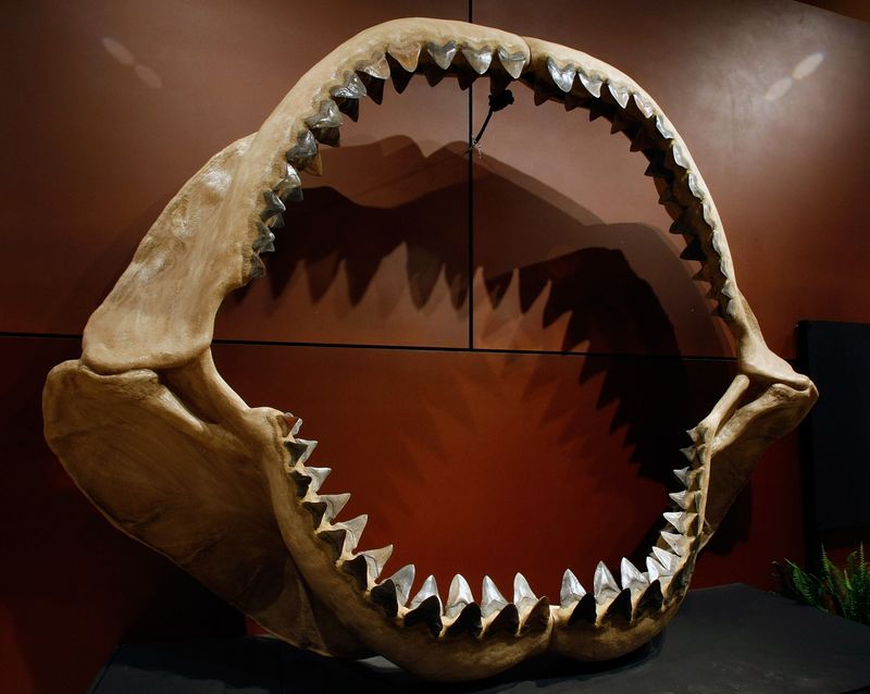 The Shark That Ate Whales
