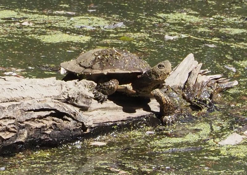 Absence Of Juvenile Turtles