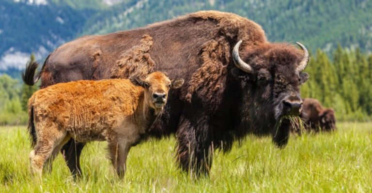 The Shocking Truth About How Bison Were Almost Wiped Out And Saved