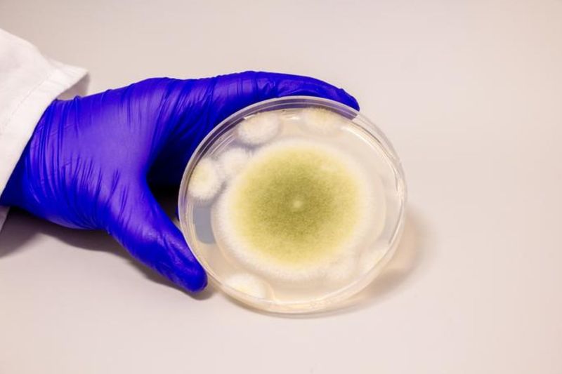 What The Discovery Of This Fungus Means For Modern Parasitic Fungi Studies