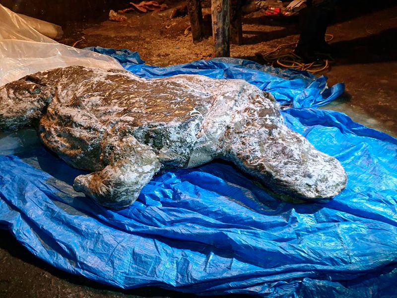 Examining The Mummified Woolly Rhino's Intact Horn And Soft Tissues