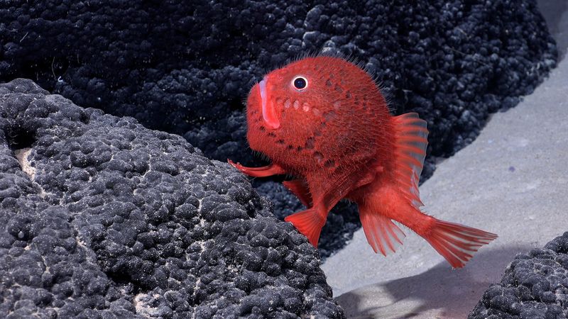 Understanding The Importance Of Identifying New Marine Species
