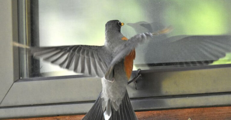 The Simple Adjustments That Stopped Birds From Crashing Into My Windows