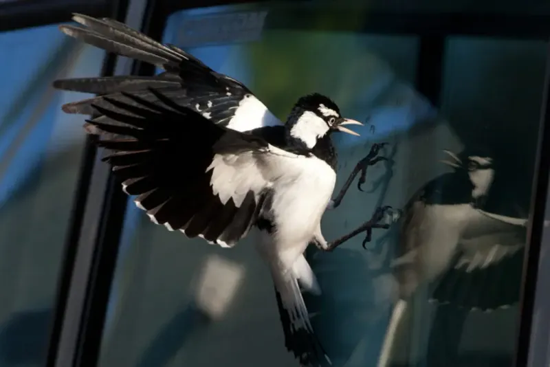 Why Birds Mistake Windows For Open Sky