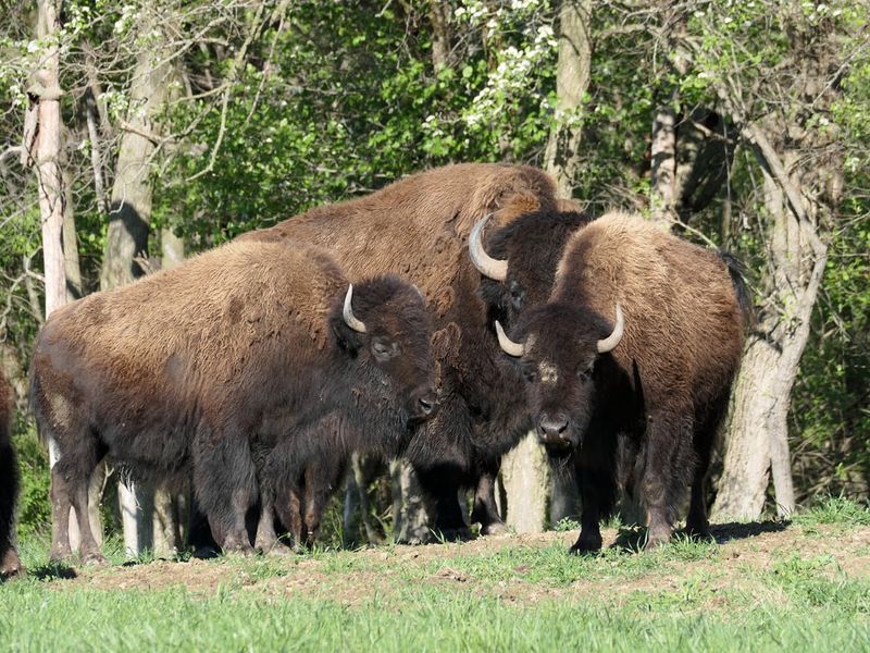 New England's Forgotten Herds: The Northeastern Range