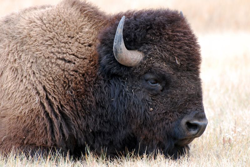 The Great Lakes Region: Bison's Northern Frontier
