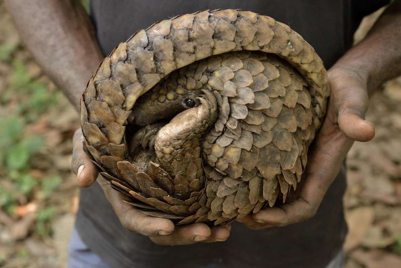 Nature's Walking Pinecones