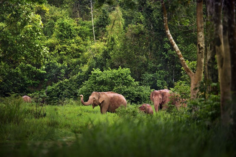 Asian Elephants Are Critically Endangered – And Time Is Running Out