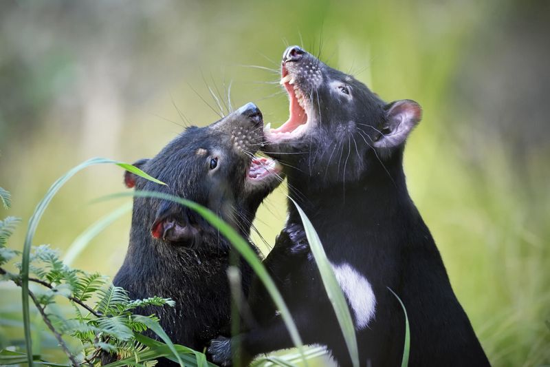 What The Birth Of Wild Tasmanian Devils Means For Conservation Efforts
