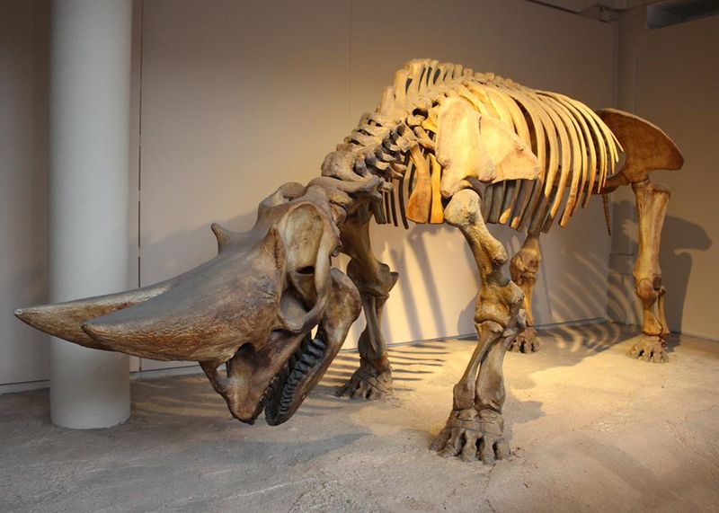 Mammals Didn't Descend From Dinosaurs