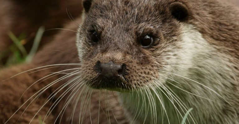 The Surprising Origins Of Mammals Have Nothing To Do With Dinosaurs