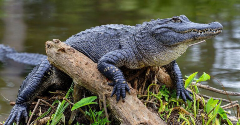 The Surprising Ways Alligators Are Expanding Their Range Northward