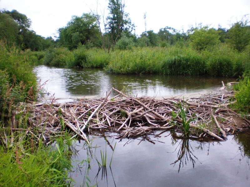 How Beaver Dams Breathe Life Into Dry Landscapes