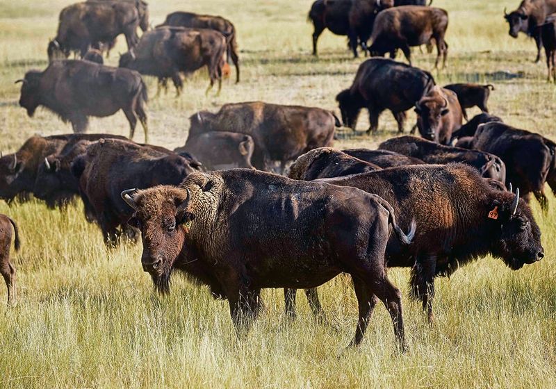 Hybrid Cattle Genetics Hurdle