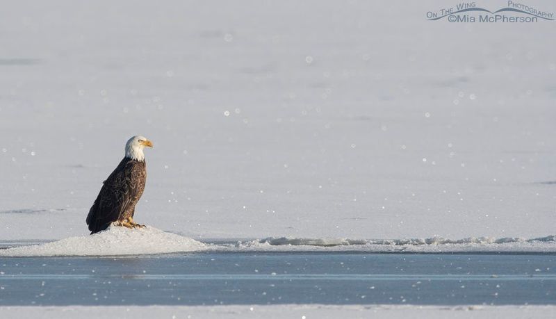 The Winter Ice Fishing Specialist