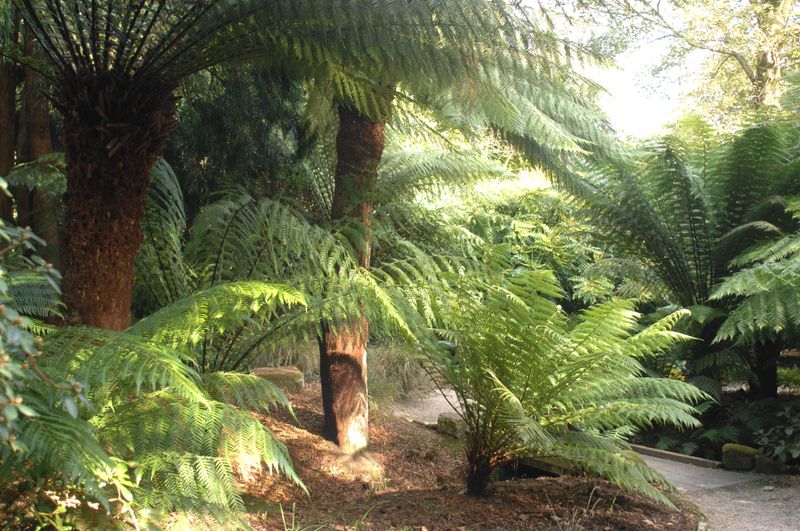 Ferns Create Tick Paradise